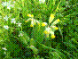 Coucou - primula veris