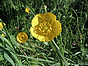 Renoncule rampante - ranunculus repens