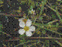 Renoncule d'eau - ranunculus peltatus