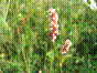Pied rouge - polygonum persicaria
