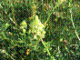 Réséda sauvage - reseda lutea