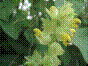 Grand Rhinanthe - Rhinanthus alectorolophus