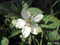 Mûre - rubus fruticosus