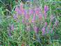 Lysimaque rouge - Herbe aux coliques - lythrum salicaria