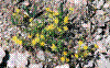 Saxifrage aïzoïde