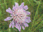 Knautie des champs - knautia arvensis