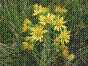 Herbe de Jacob - senecio jacobaea