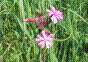 Compagnon rouge - silene dioica