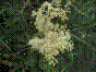 Reine des prés - filipendula ulmaria