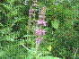 Epiaire des marais - stachys palustris