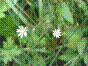 Stellaire graminée - stellaria graminea