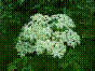 Sureau noir - sambucus nigra