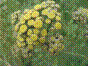 Herbe au coq - Barbotine - tanacetum vulgare