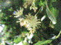 Tillot - Tillau - tilia cordata