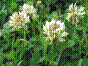 Trèfle rampant - trifolium repens