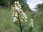 Troène vulgaire - Ligustrum vulgare