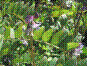 Vesce des haies - vicia sepium