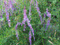 Grande Cracca - vicia cracca