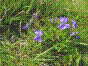 Violette sauvage - viola canina
