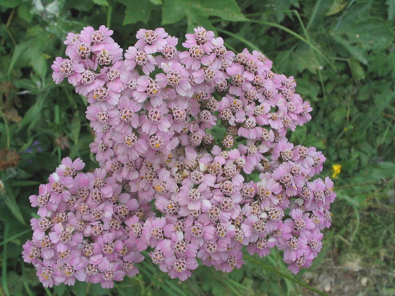 Achille millefeuille - Achillea millefolium