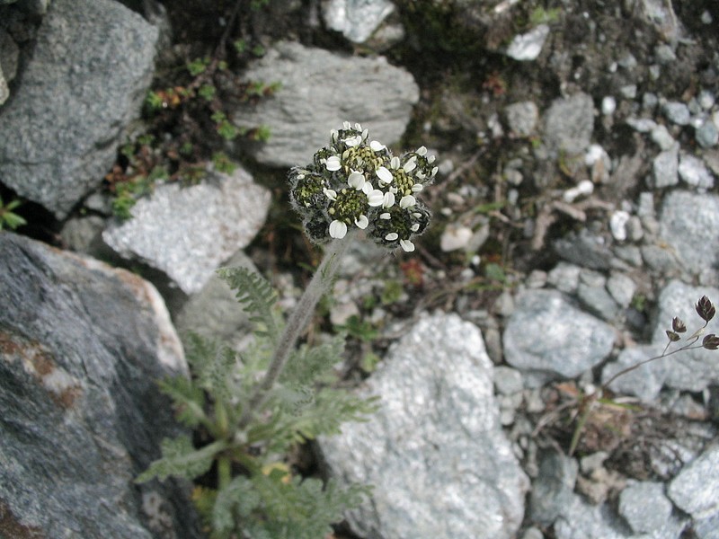  Achille naine - Achillea nana 