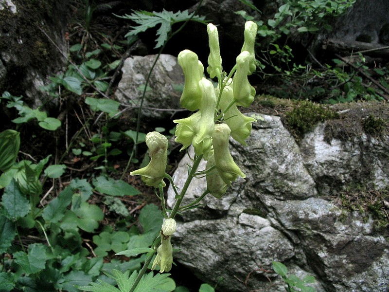 Aconit tue-loup Aconitum vulparia