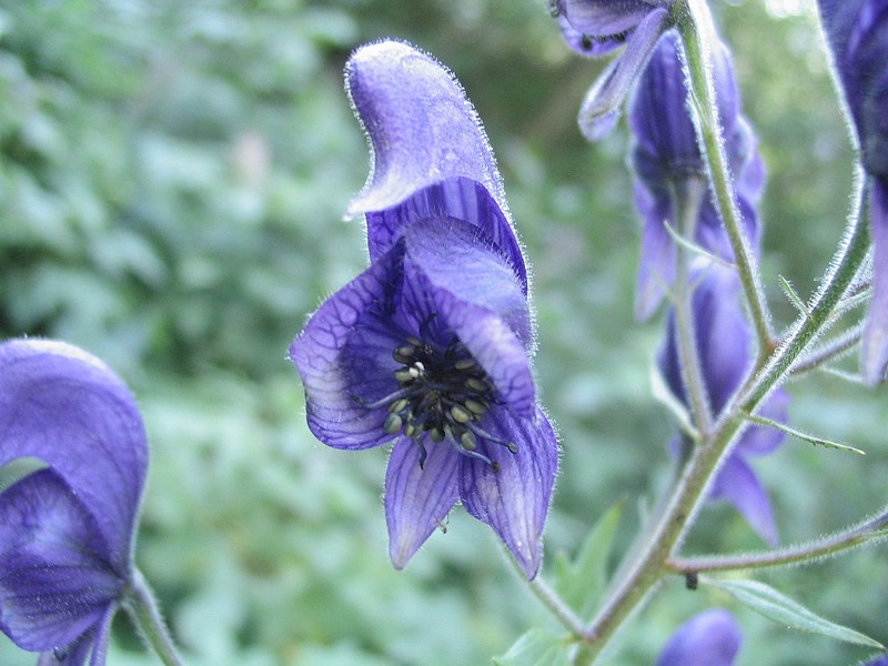 Aconit panicul - Aconitum paniculatum