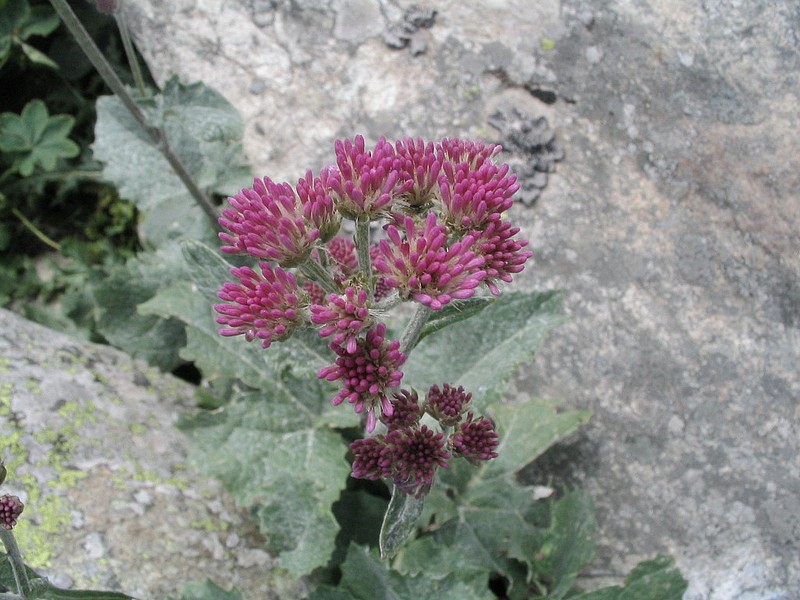 Adnostyle  feuilles blanches - Adenostyles leucophylla