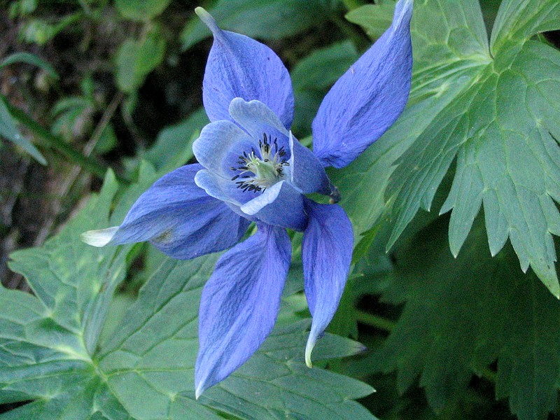Ancolie des Alpes - Aquilegia alpina