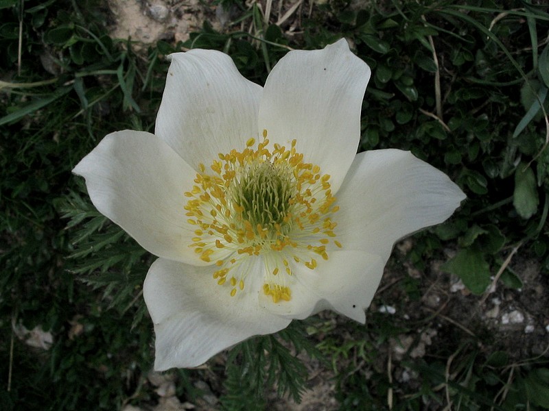 Pulsatille des Alpes- Anmone des Alpes - Pulsatilla alpina