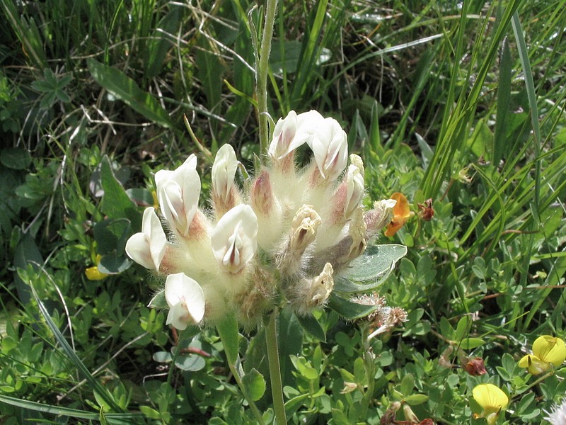 Anthyllide vulnraire - Anthyllis vulneraria subsp. alpestris