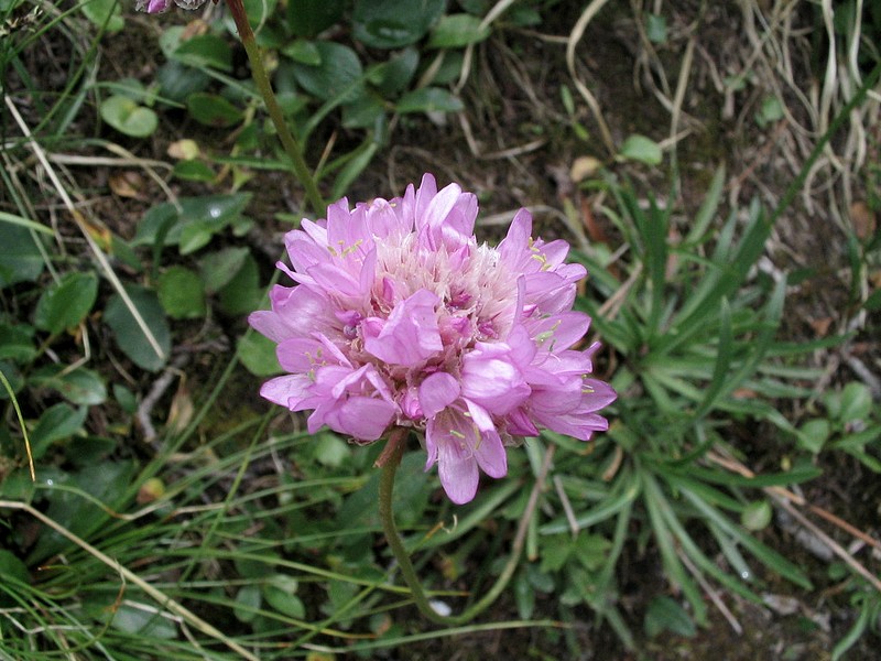 Armrie des Alpes - Armeria alpina