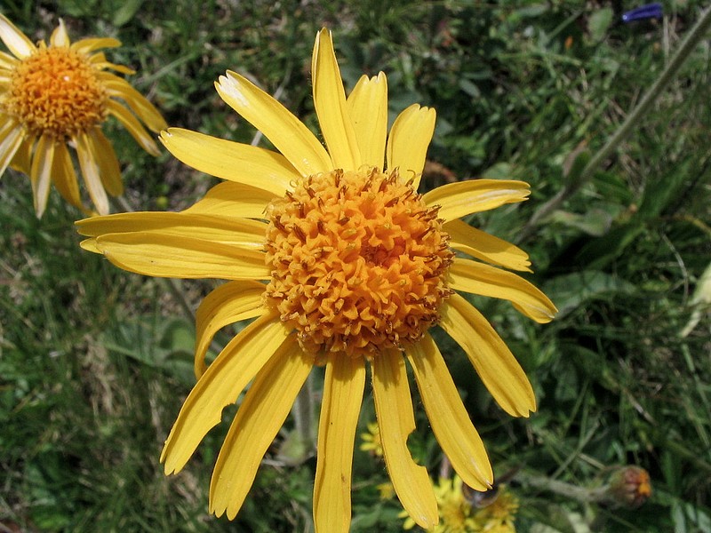 Arnica - Arnica montana