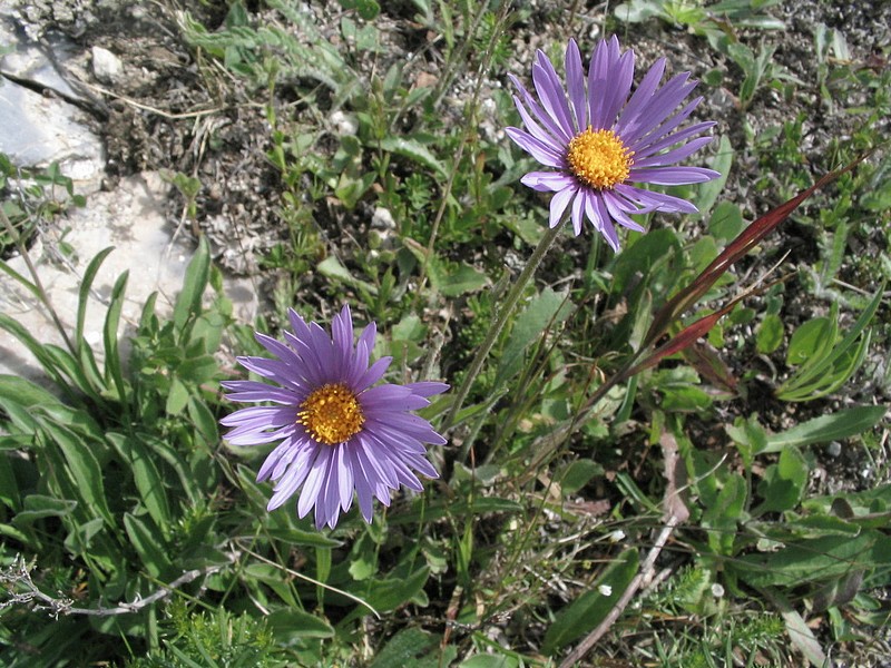 Aster des Alpes - Aster alpinus