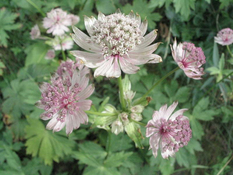 Grande astrance - Astrantia major