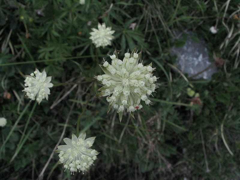 Petite astrance - Astrantia minor