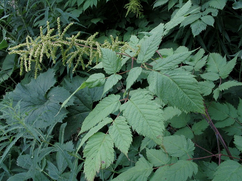 Barbe de bouc - Aruncus dioicus