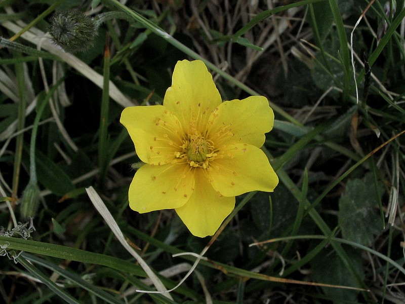 Benote des montagnes - Geum montanum
