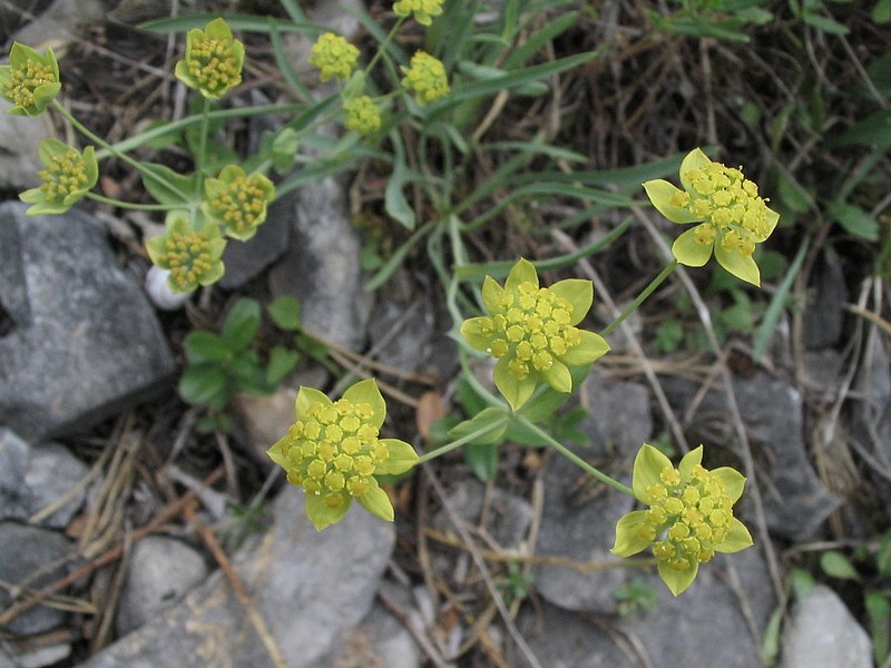 Buplvre fausse-renoncule - Bupleurum ranunculoides
