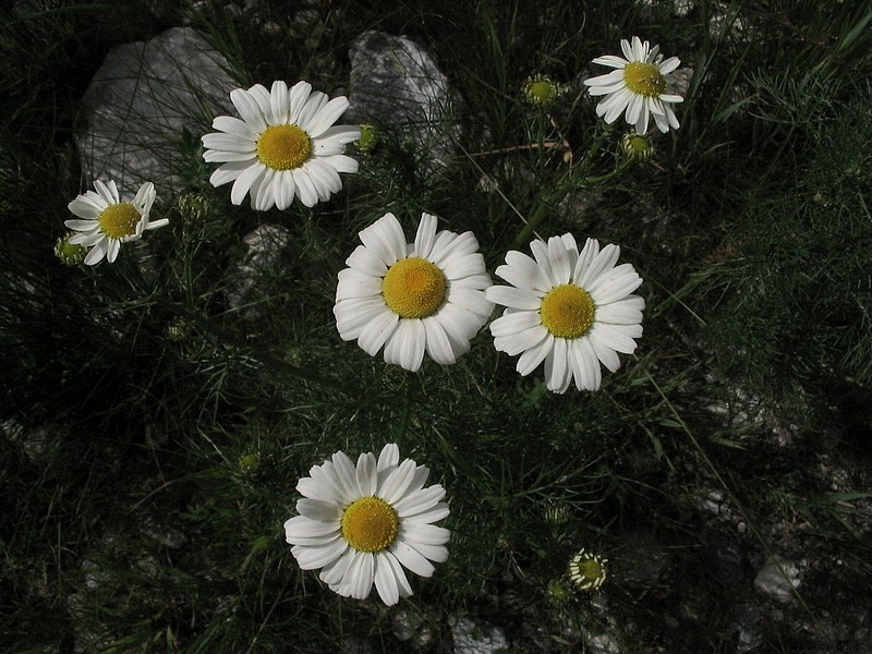 Camomille inodore - Matricaria inodora