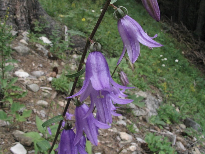 Campanule fausse raiponce - Campanula rapunculoides
