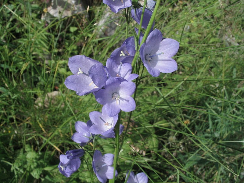 Campanule  feuilles rhomboidales - Campanula rhomboidalis