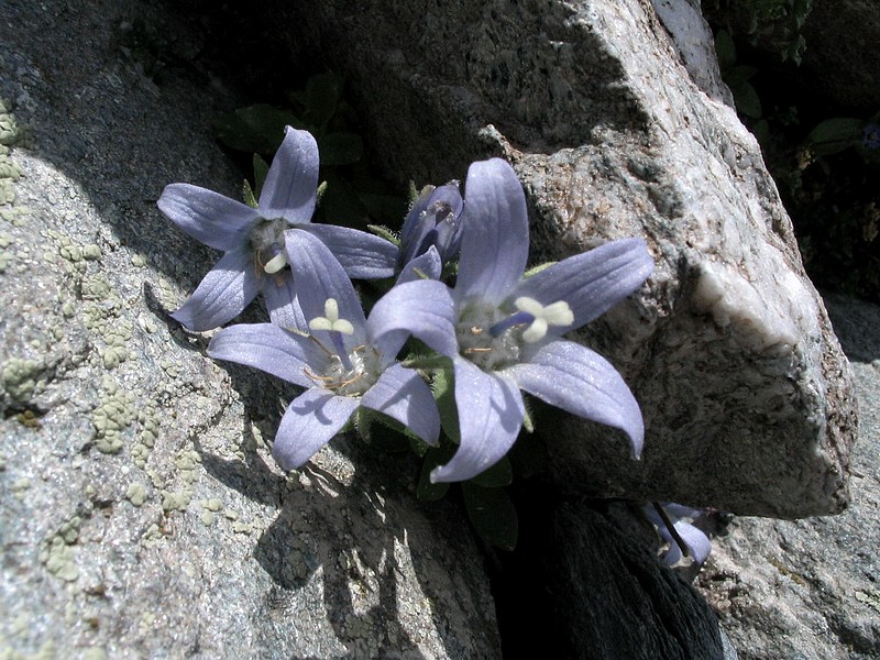 Campanule du mont Cenis - Campanula cenisia