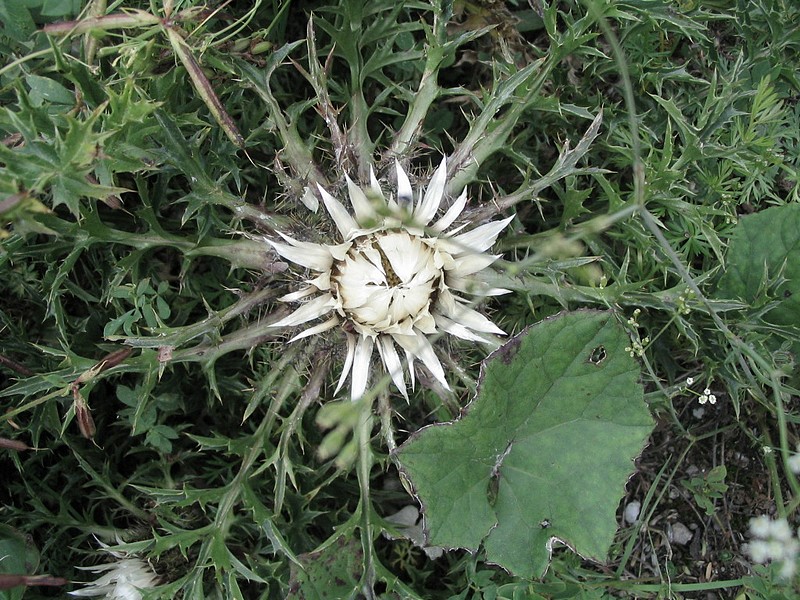 Carline sans tige - Carlina acaulis