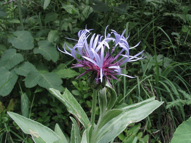 Centaure des montagnes - Centaurea montana