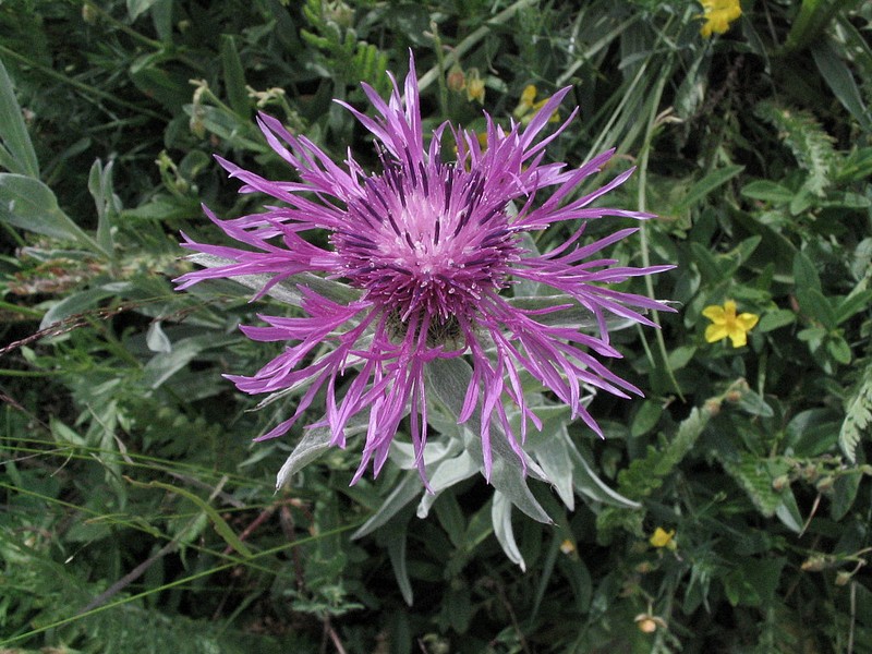Centaure uniflore - Centaure  une tte - Centaurea uniflora