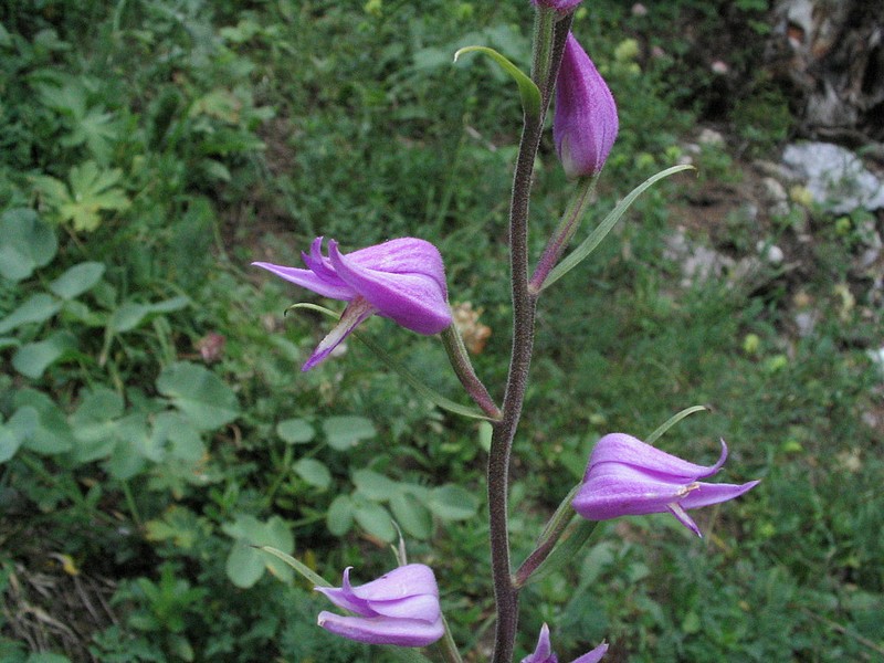  Cphalenthre rouge - Cephalanthera rubra