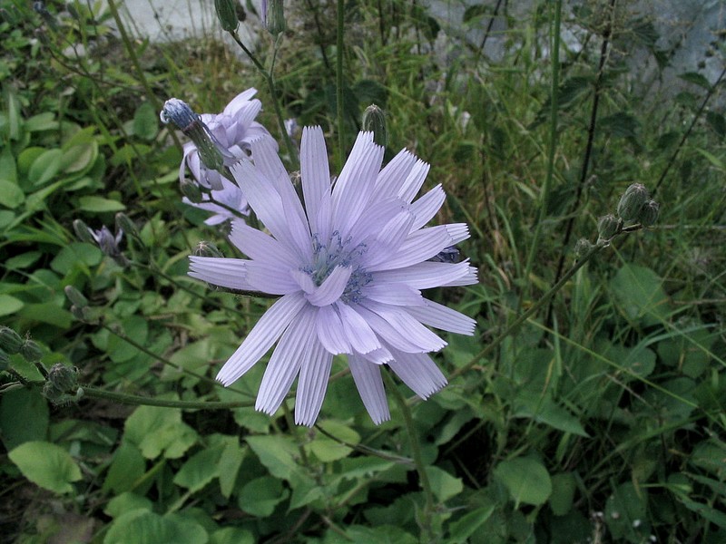 Chicore amre - Cichorium intybus