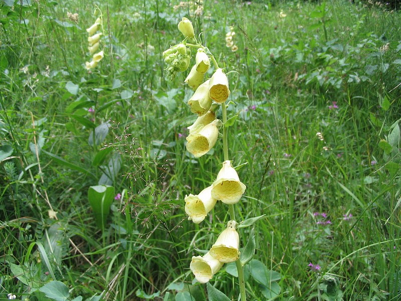 Digitale  grandes fleurs - Digitalis grandiflora