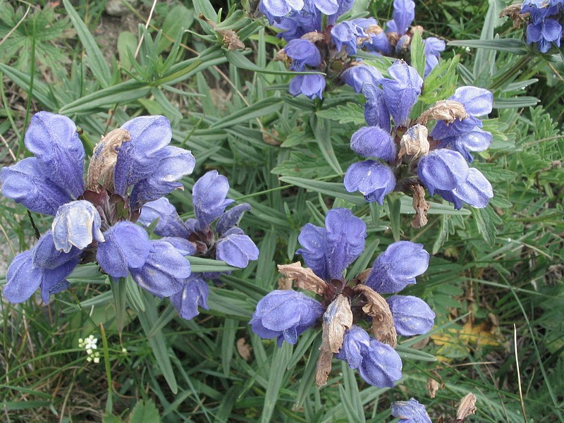 Dracocphale de Ruysch - Dracocephalum ruyschiana